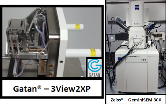 Serial Block Face Scanning Electron Microscopy journées CAZAC 2019